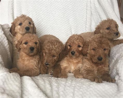 About Maltipoos. . Puppies for sale dallas
